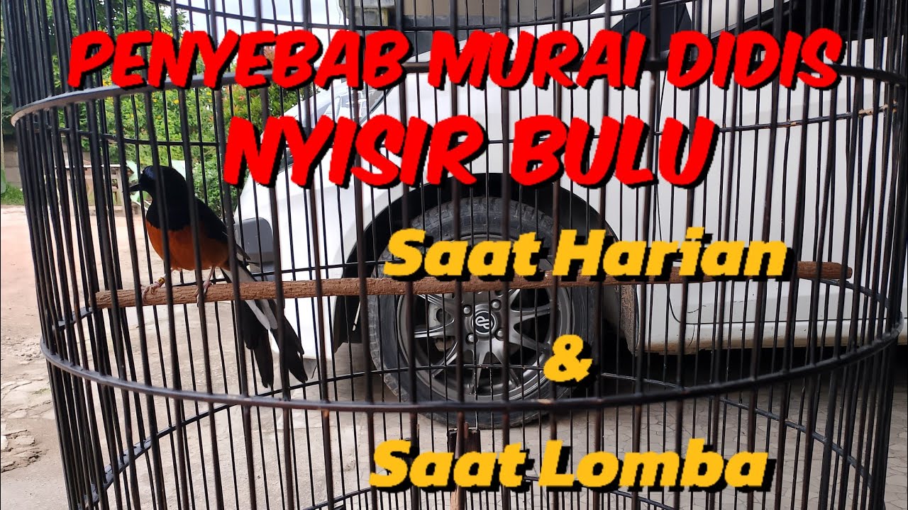 PENYEBAB DAN SOLUSI MURAI DIDIS BULU SAAT HARIAN DAN SAAT DI LOMBAKAN