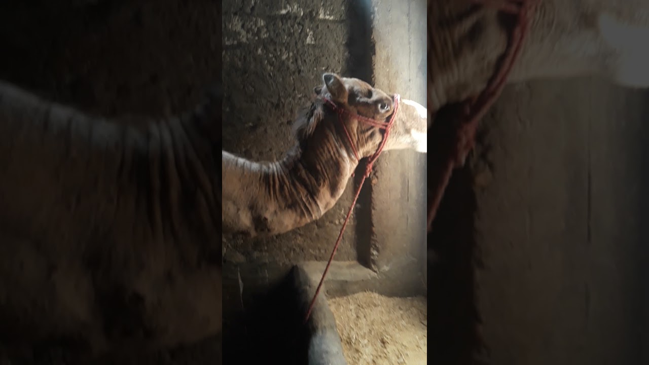 عاوز تعرف التصافي في اللحم تعالي المعلم احمد الجزار ابو سبلة اشترك في القناة ليصلك كل جديد