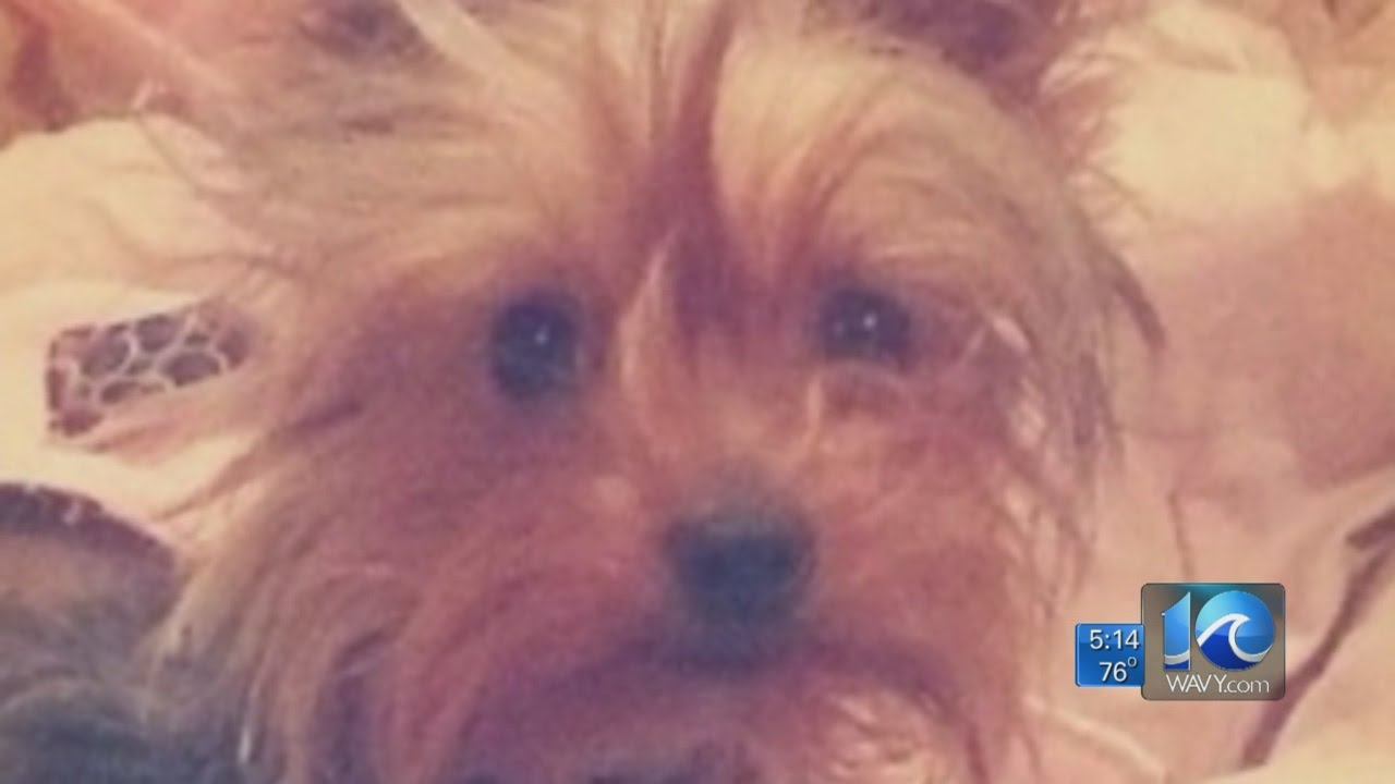 Stray dog attacks, kills family pet