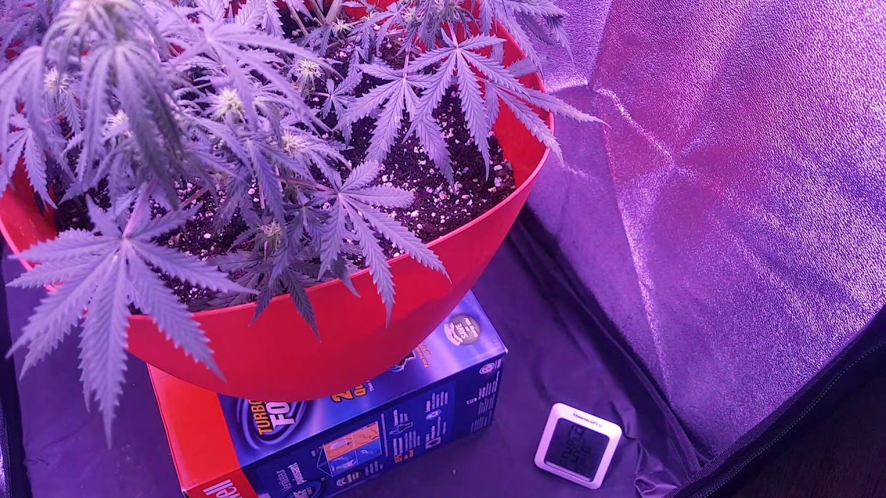 Viperspectra 300 and Mammoth Classic 60 tent.