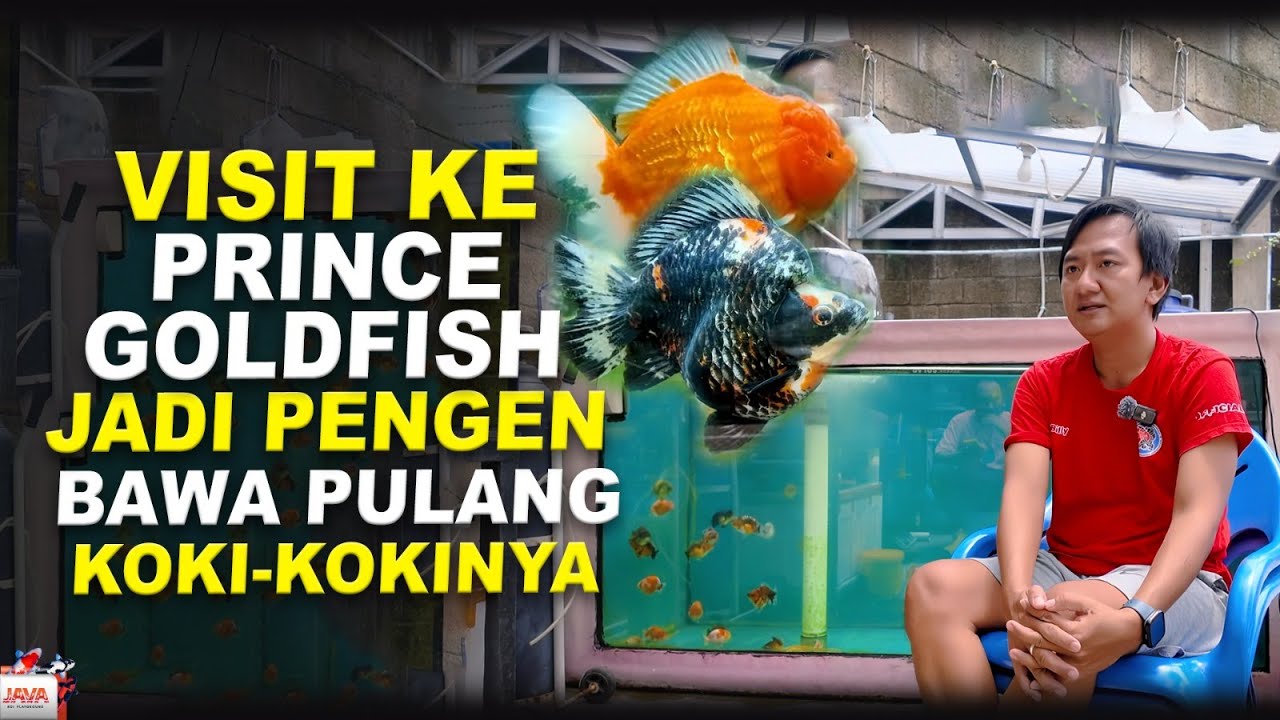 VISIT PRINCE GOLDFISH - GUDANGNYA IKAN KOKI ORANDA