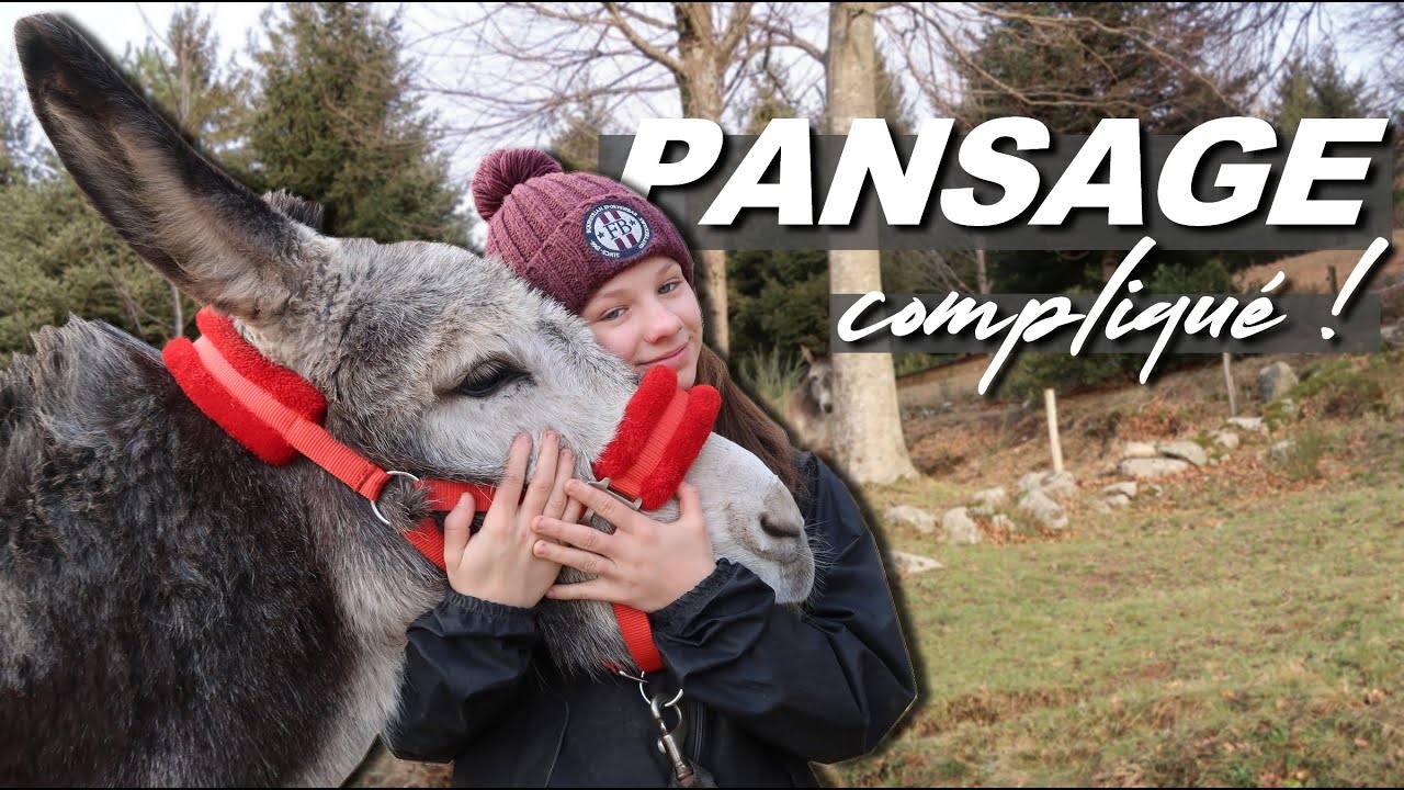 PANSAGE compliqué avec les ÂNES