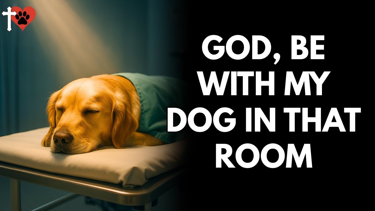 Prayer for Your Dog’s Surgery – Ask God to Guide and Protect – prayer for dog