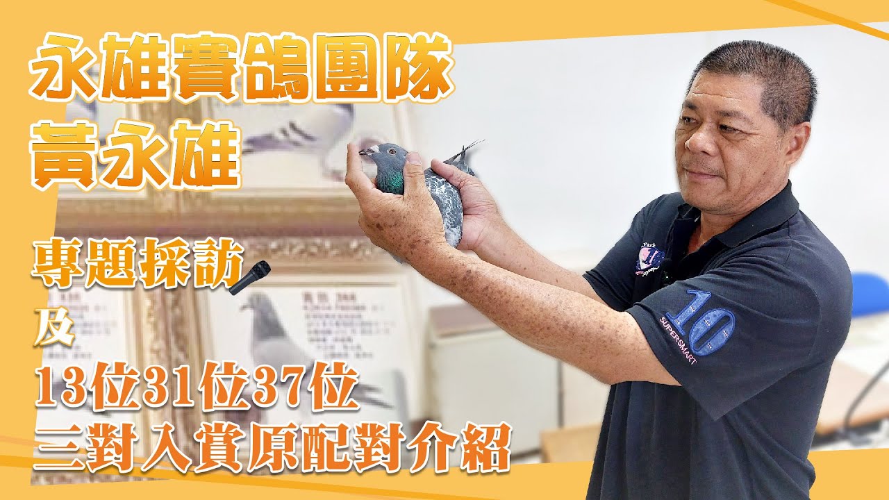 專訪【永雄賽鴿團隊 黃永雄】主力鴿系＆13位31位37位三對入賞原配對介紹 #永雄賽鴿團隊 #黃永雄 #強豪 #種鴿 #養鴿 #賽鴿 #王者 #春神 #小白 #老迪迪 #2100賽鴿王