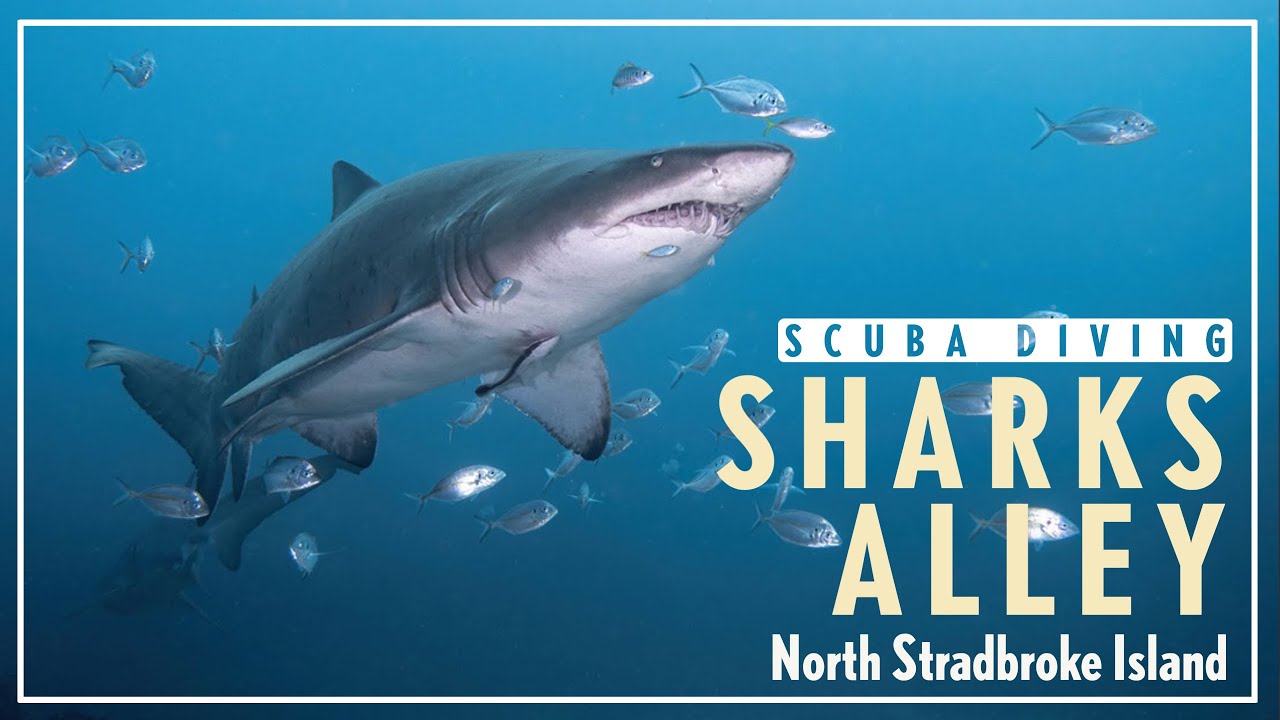 Fantastic SHARK Diving at North Stradbroke Island (4K Ultra HD Underwater video)