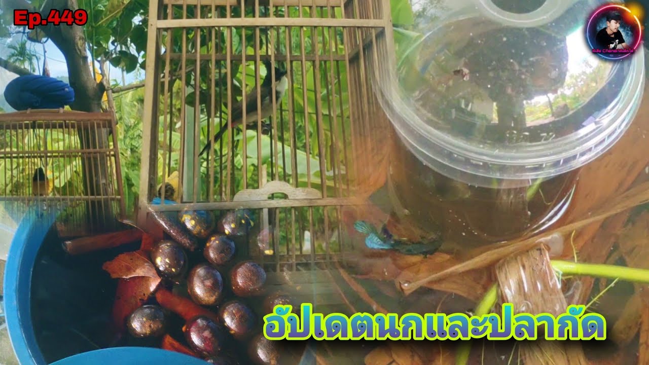 อัปเดตนกและปลากัดตอนนี้นกบินหลายังอยู่ ปลากัดเริ่มที่จะมีลูกค้าและลูกปลาเริ่มที่จะโต