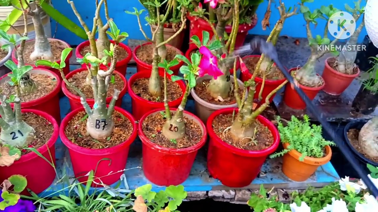 अडेनियम रिपोटिग के बाद यह फर्टिलाइजर दीजिए बढ़ेंगे दुगनी तेजी से adenium care after repoting