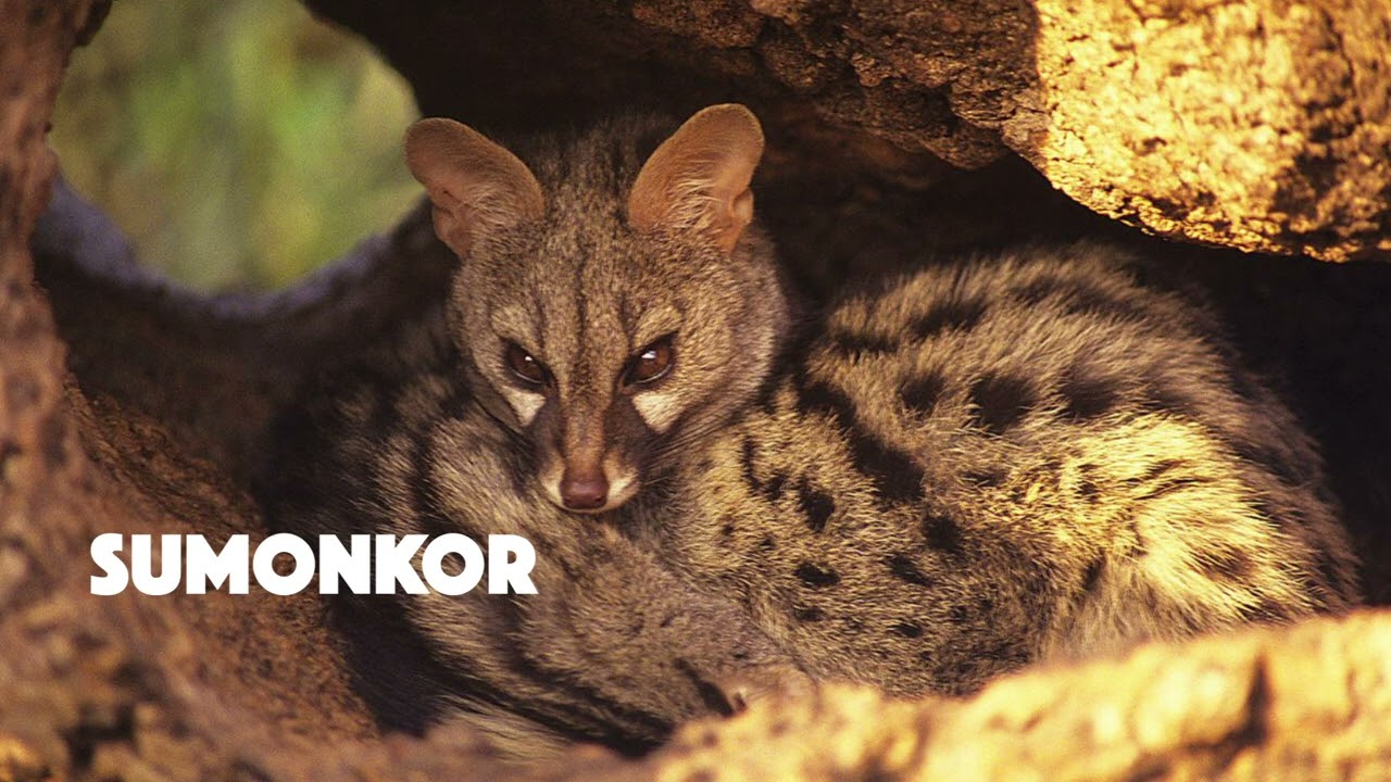 Lemarti - Sumonkor