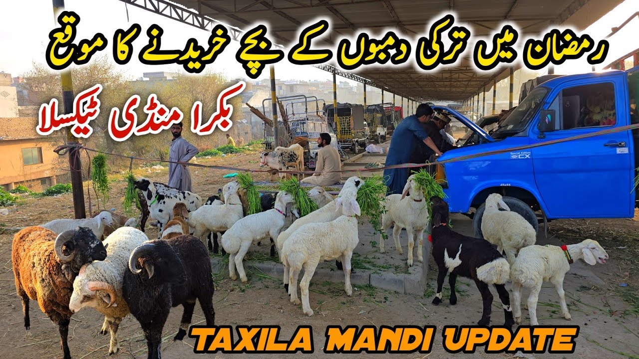 Bakra Mandi Taxila Friday Latest Update 6 March 2026 | Bakra Eid Qurbani Mandi Vlog 