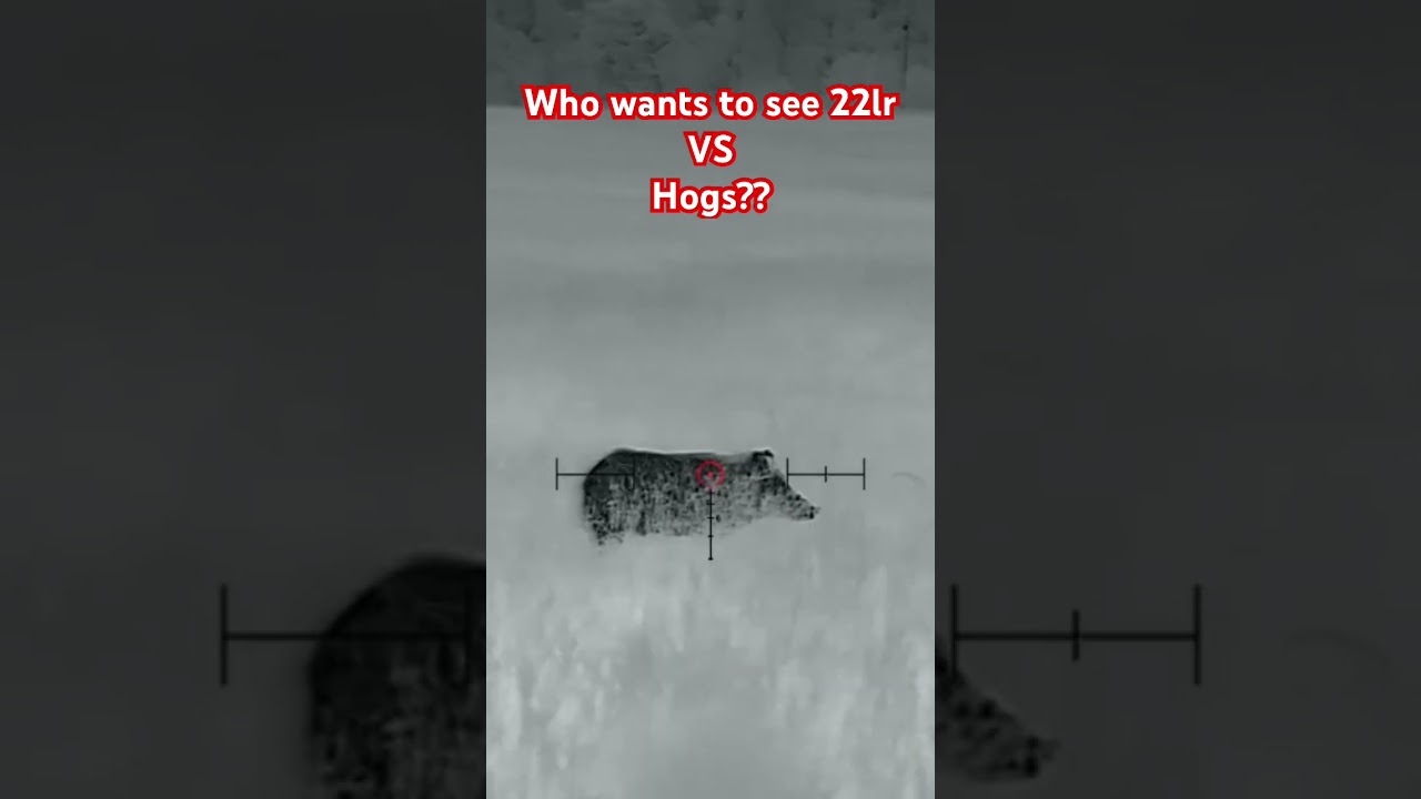 Is 22lr enough for hogs 🤔 ?? Find out soon &hellip;.