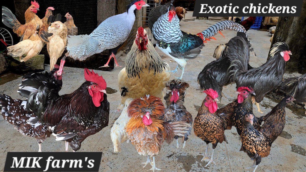 Mik farms Hyderabad par exotic chicken's available hai | water birds | brahmas | pheasant | Japanese