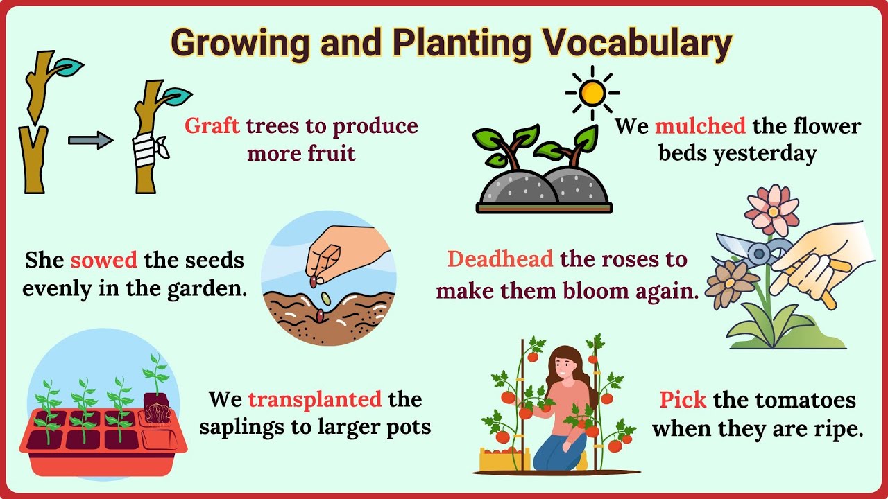 Lesson 172: Action Verbs for Gardening: A Practical Vocabulary Lesson | Growing and Planting verbs