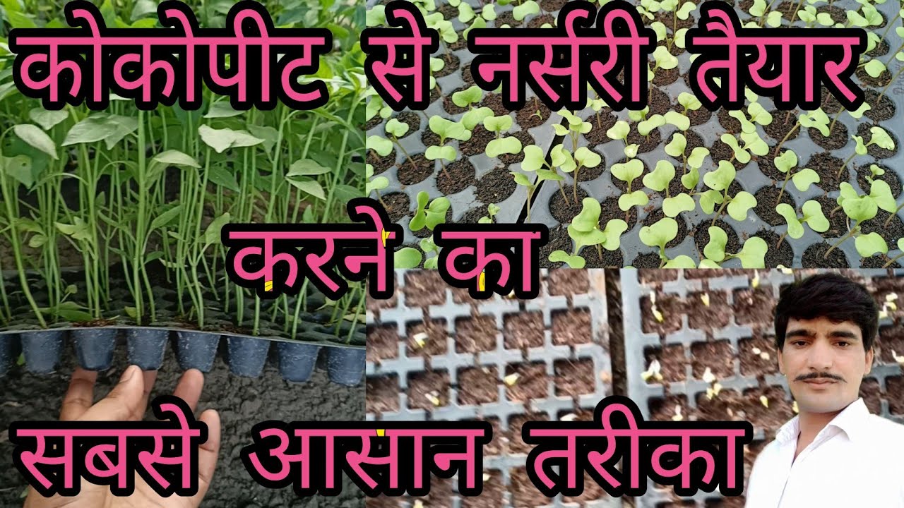 nursery kaise taiyar kare/nursery kaise banaen/cocopeat ki khad/podh kaise banate hain