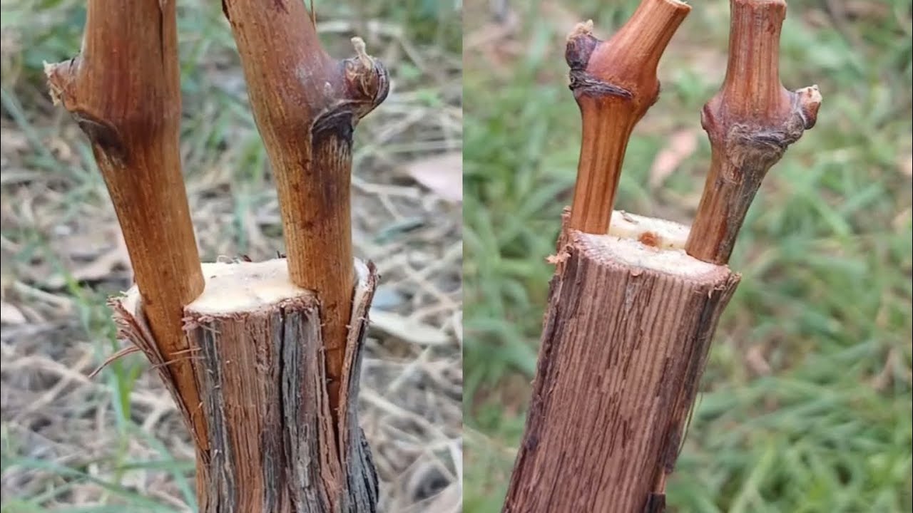 #پیوند #انگور با#پیوندک خواب درسه ماه بهاروبعدازکنترل شیرابه#grafting #grape