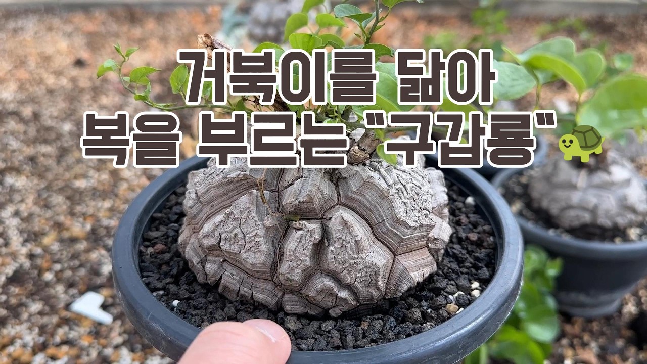 거실에 두면 장수와 재물이 들어옵니다 💰 거북이 등껍질 예술로 터진 '구갑룡' 특가 분양 #아프리카식물 #희귀식물 #수입식물