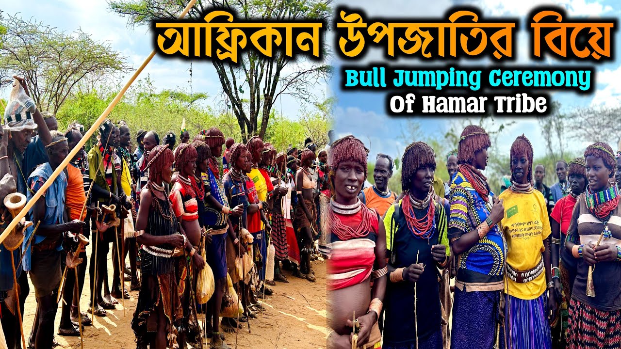 Bull Jumping Ceremony of Hamar tribe.African Marriage.Tribal Dance.Ethiopia Tribe Vlog In Bengali