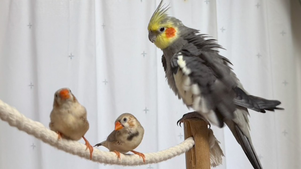 【見守りLIVE】オカメインコの3兄弟とキンカチョウの癒し時間｜作業用BGM｜3月18日