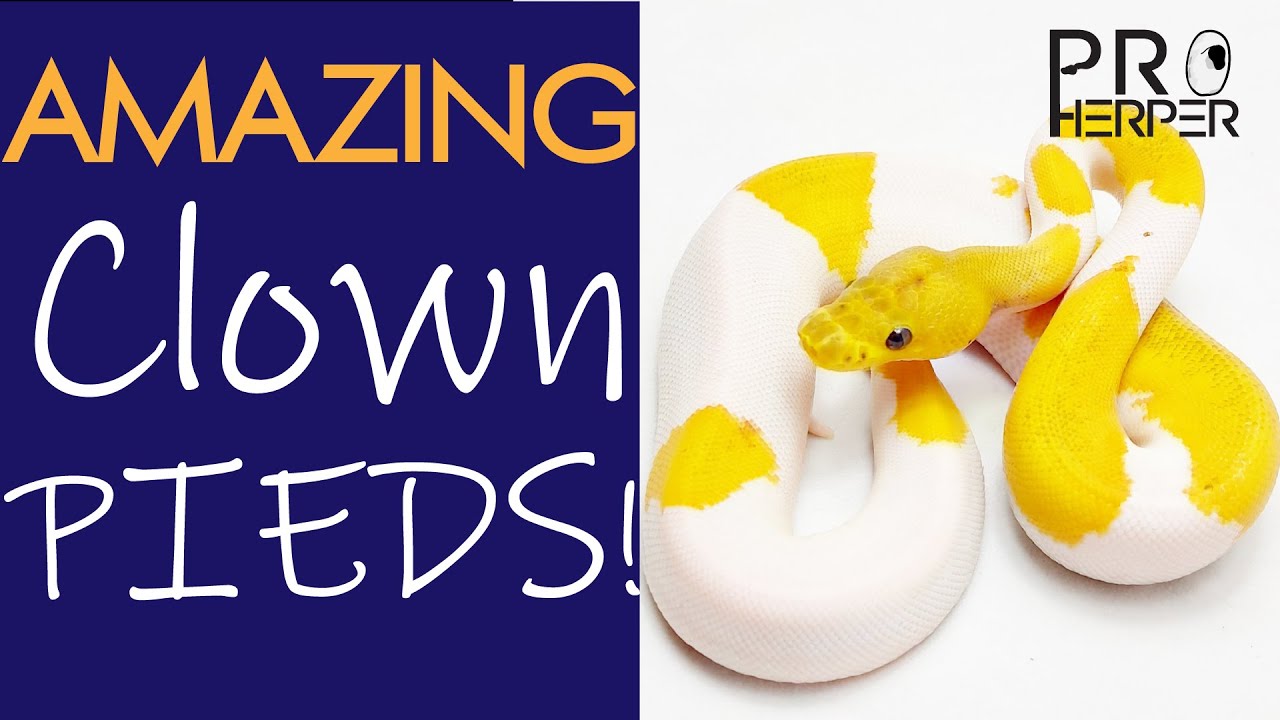 Introducing our amazing Clown Pied project!