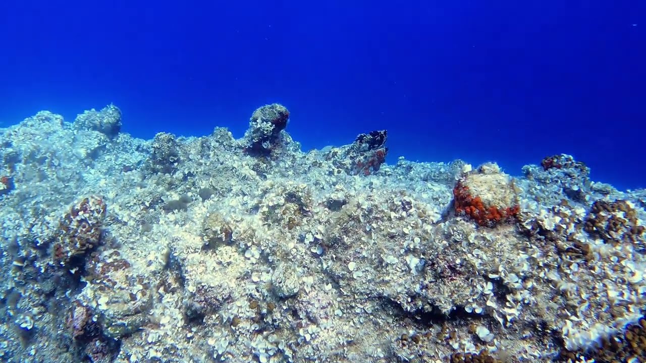 Κατάδυση @ξέρα Αρτζεντά 06/07/2025