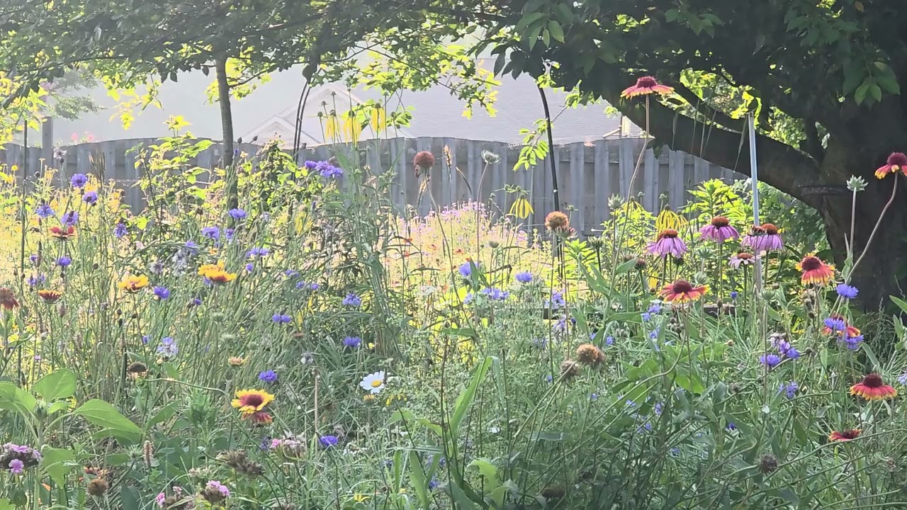 A Look Back With Birdsong