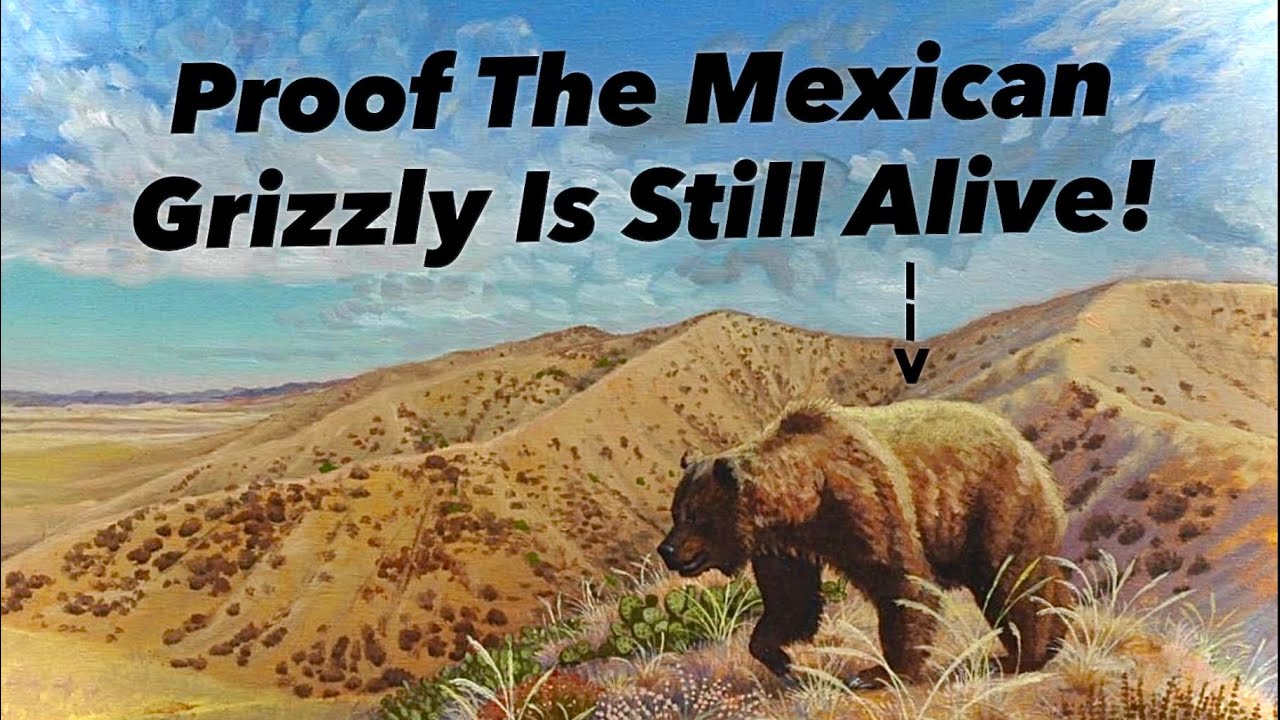 Grizzly Bears In Mexico: Nature&rsquo;s Greatest Mystery Solved!