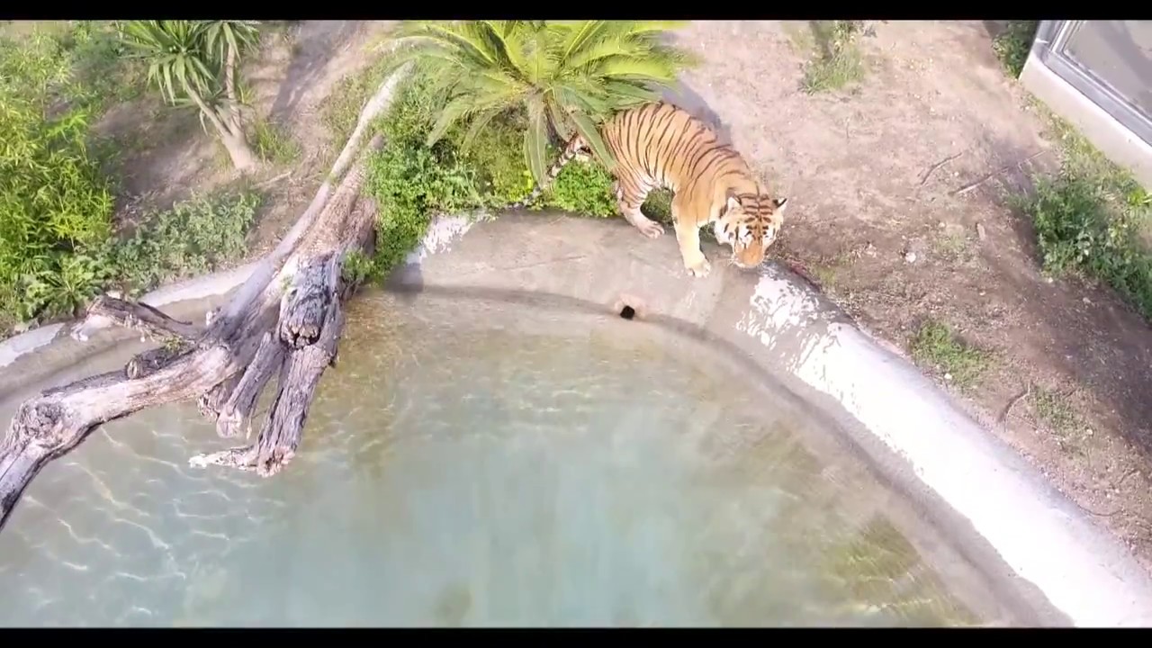 Lo Zoo di Napoli