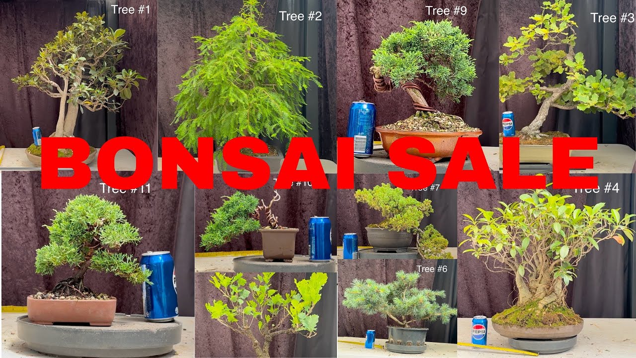 11 Must-See Bonsai for Sale: Quality Trees You&rsquo;ll Love! Shimpaku Figs Oaks and more