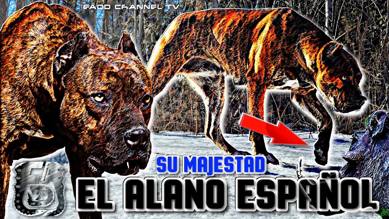 🇪🇸🐕 Alano Español ► El presa más ágil de origen alánico ✔️