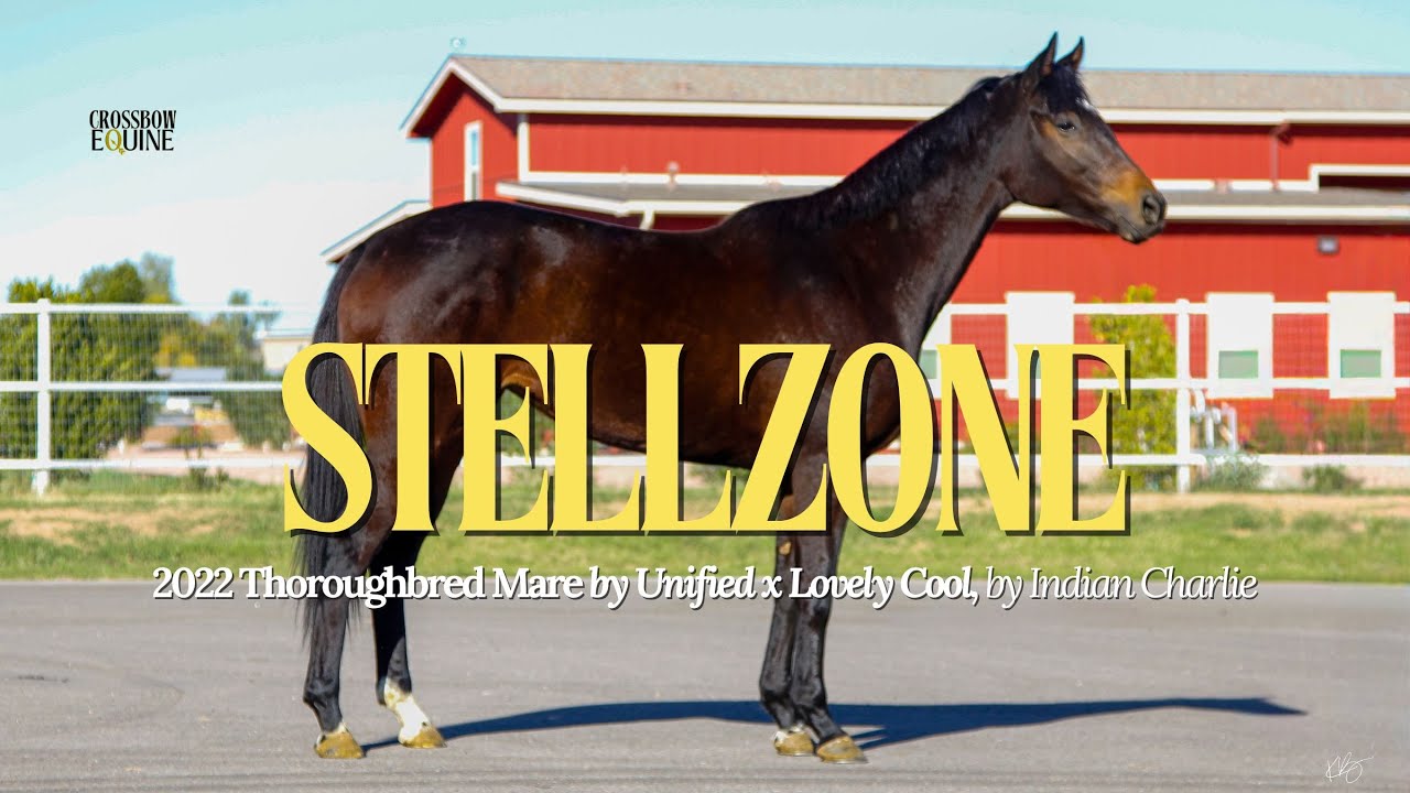 Stellzone | Thoroughbred Mare for Sale