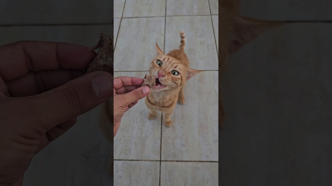 I offered all the meats on the menu to the stray cat that came to my table in the restaurant.
