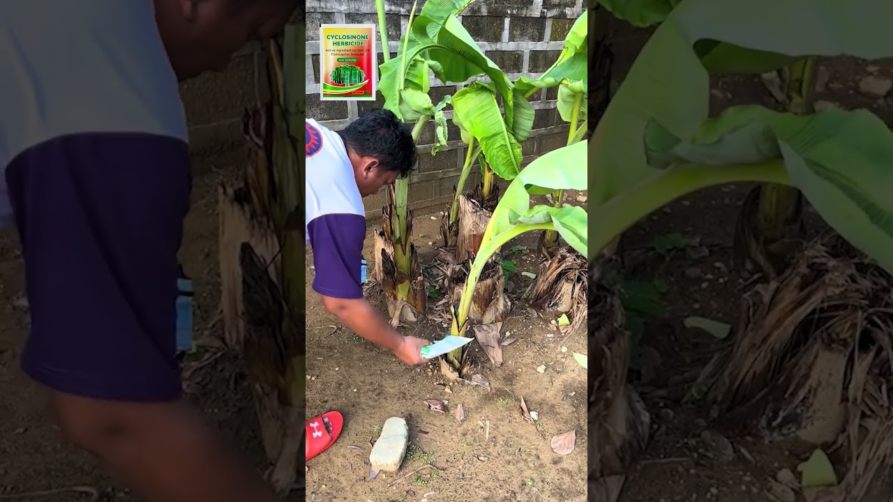 Best grass killer | Kill Weeds Fast & Easy🌱Weed Remover, Cyclosinone Herbicide Granules #WeedRemoval
