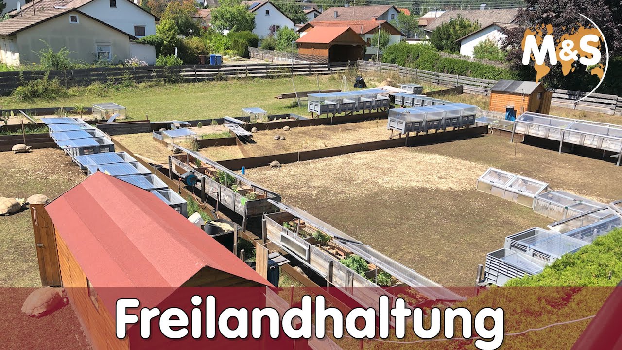 Freilandhaltung EXTREM | Schildkr&ouml;ten drau&szlig;en halten | Reptil TV