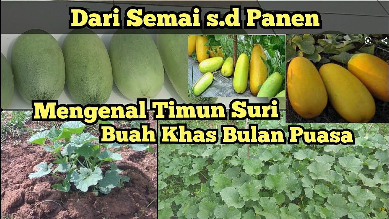 Cara Menanam Timun Suri Sampai Panen | Tahap demi tahap dari semai biji sampai siap panen