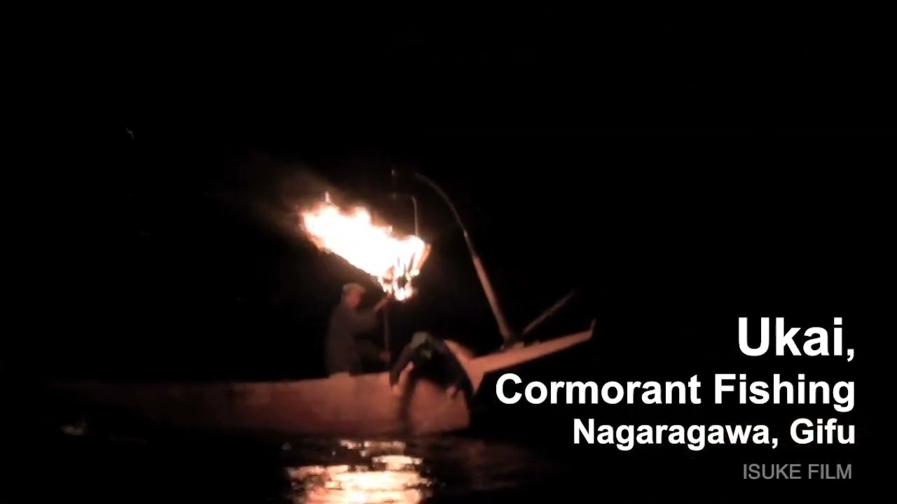 Ukai, cormorant fishing, Nagara river, Gifu.