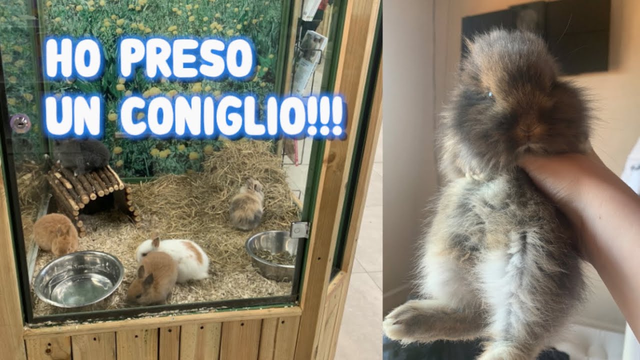 Ho Preso Un Coniglio!!! *venite con me a prendere il mio nuovo coniglio*