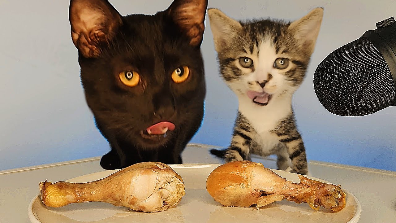 Cat and Baby Kitten Eating Chicken ASMR Mukbang