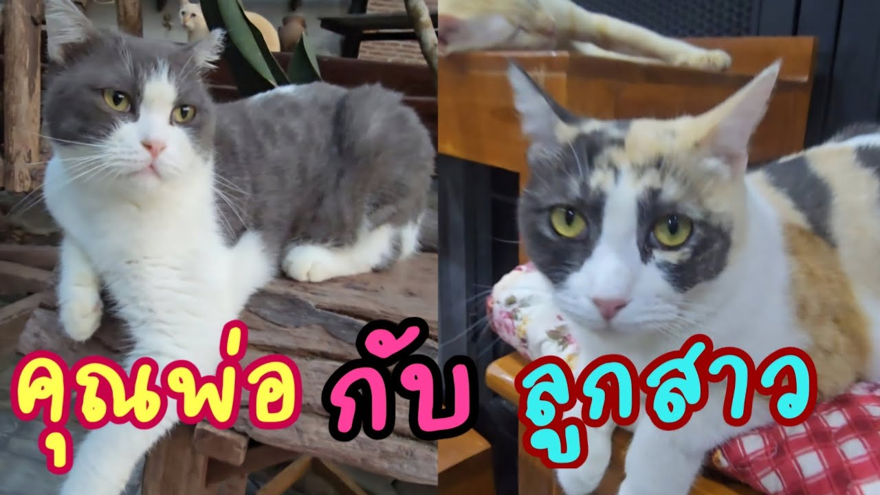 คุณพ่อกับลูกสาว..ทำไมช่างเหมือนกัน!! #แมวจร #catlover #cat #ผู้กองแขกกับแมวจร Vol.2 