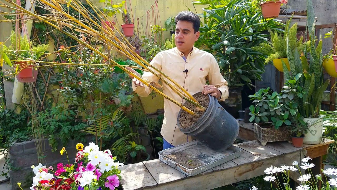 How to Take Care of Bamboo Plant at Home | Bamboo Plantation | How to Grow Bamboo From Cuttings