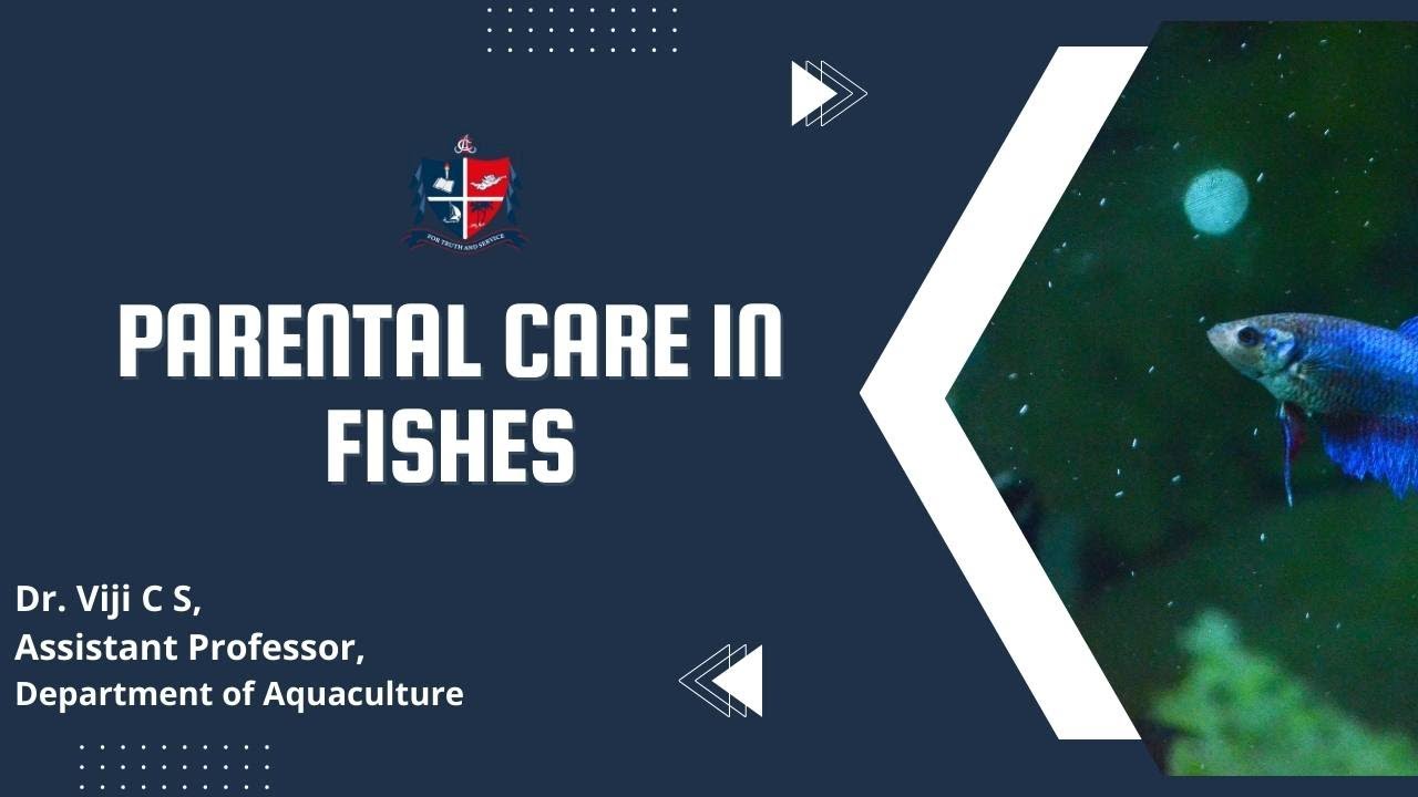 St. Albert's College Autonomous, Ernakulam - PARENTAL CARE IN FISHES, Dr. Viji C S