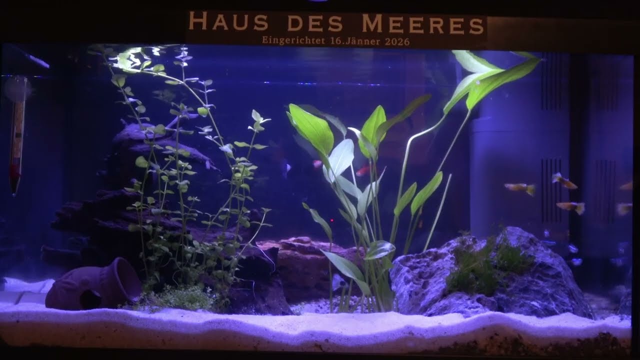 Mein 1. Aquarium