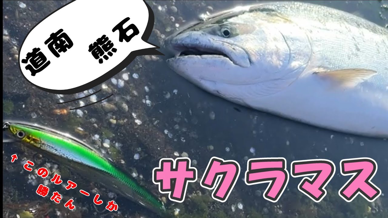 【サクラマス】北海道のサクラマス釣り聖地・熊石で初ヒット！苦行の末ついにキタ！【2025年5月第8戦】