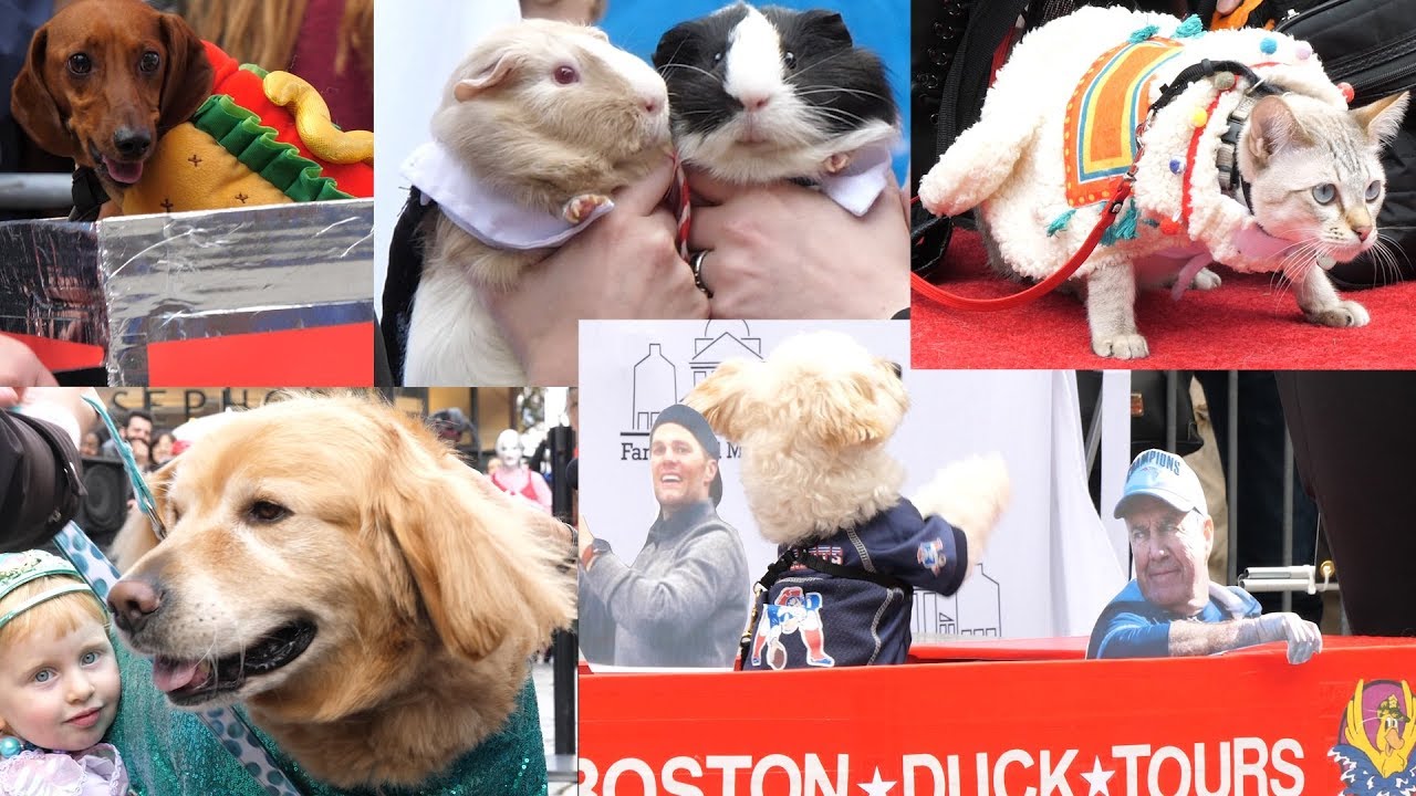 🐶🐕🐱🐈 2019 Halloween Pet Parade & Costume Contest - dogs - cats - pets