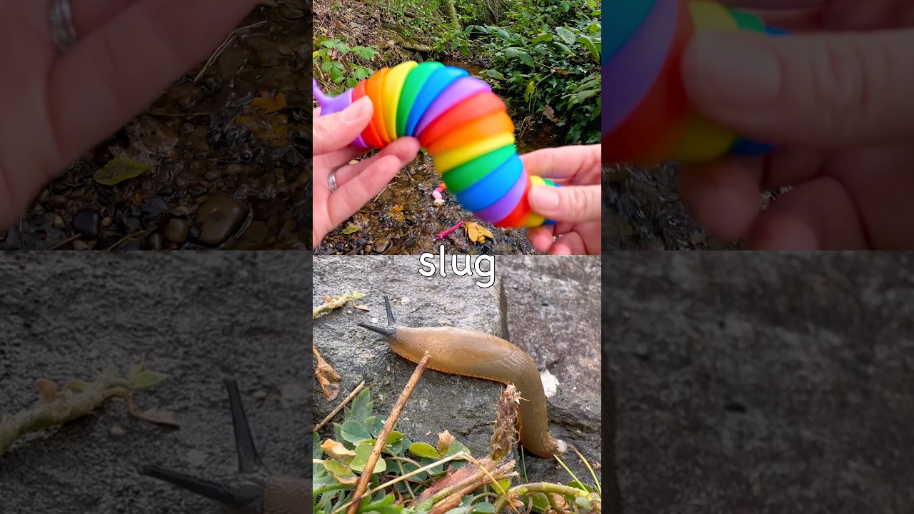 Learn Bug Insect Names for Kids at the Stream: Stick Insect Slug Rhino Beetle Ladybug Butterfly