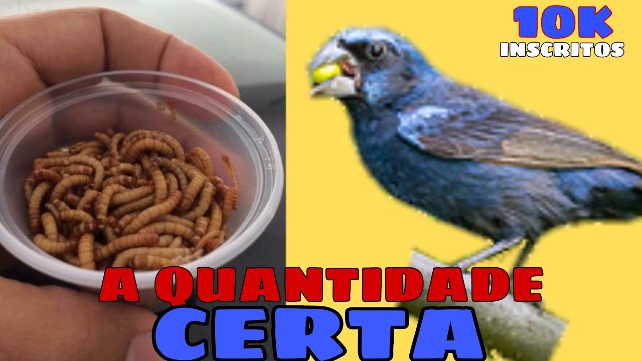Quantas larvas de tenébrio posso fornecer ao meu AZULÃO?