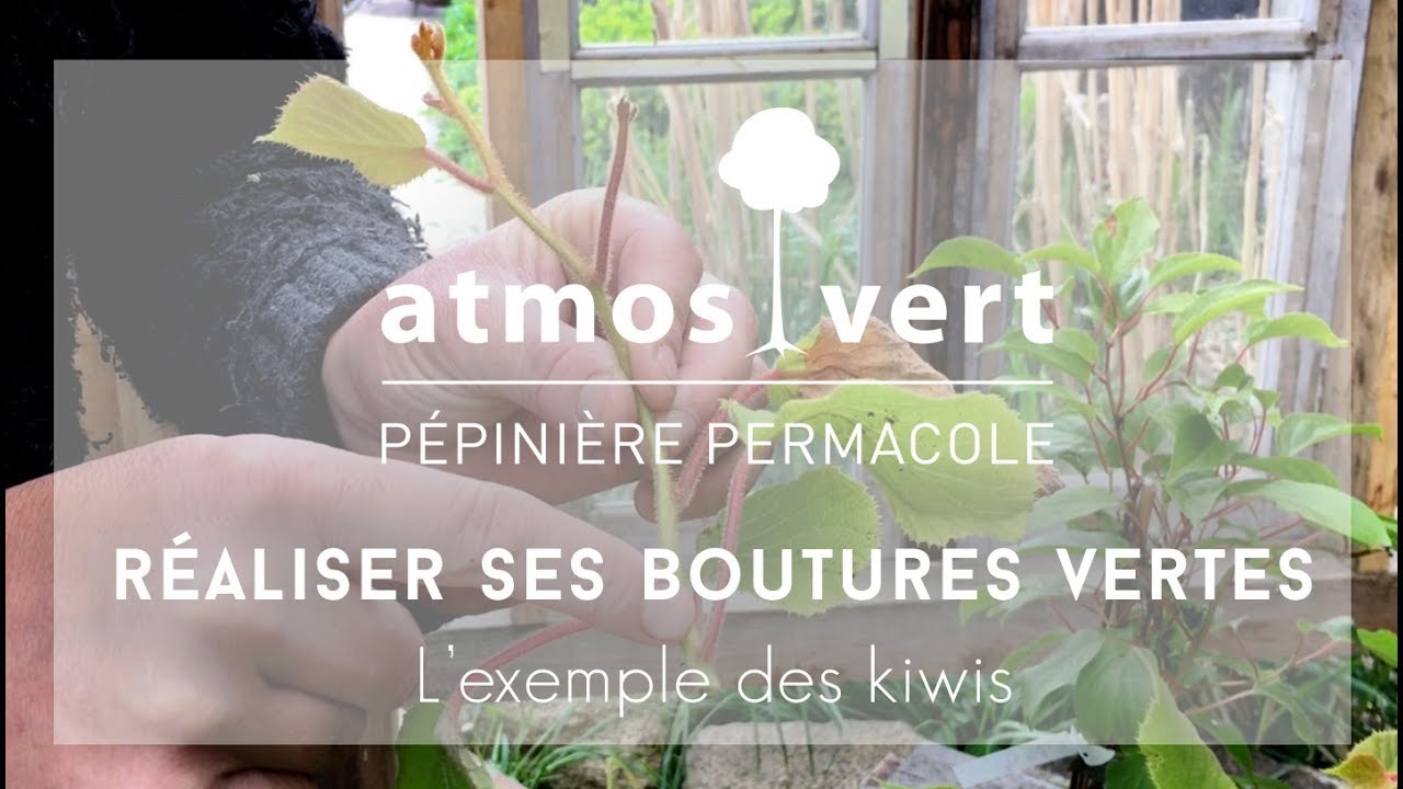 ATMOSVERT Pépinière permacole I Réaliser ses boutures vertes LE KIWI