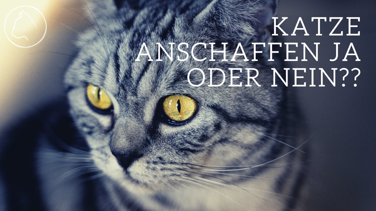 Katze anschaffen Ja oder Nein?? 10 Fragen die du klären solltest