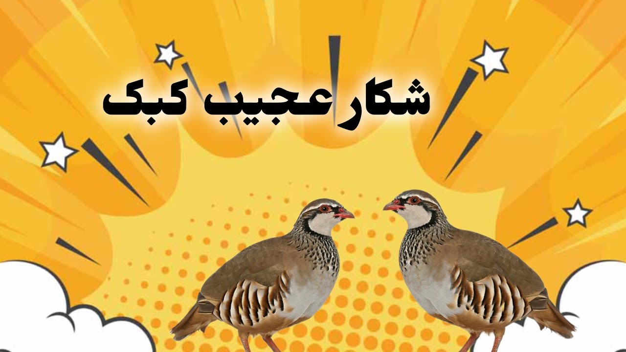 شکار کبک عالی است حتما بیننده باشید #حمایت#پرنده#لایک#کبک#💚💚💚