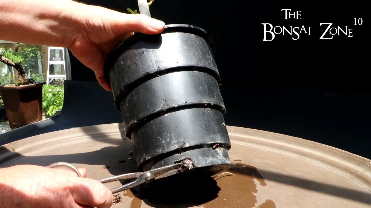 Repotting My Young Banyan Tree, The Bonsai Zone, June 2023