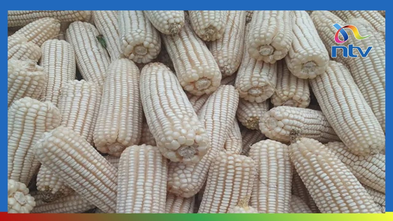 Alarm as cost of staple maize rise to the highest levels