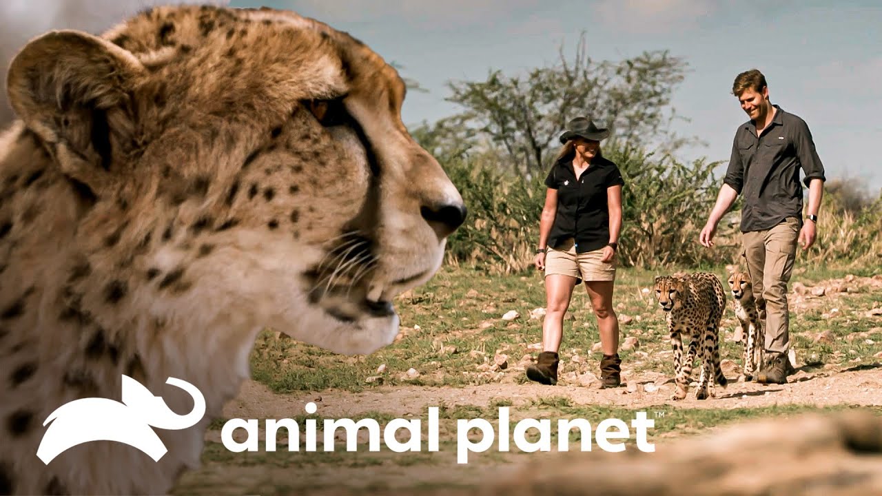 Centenas de animais são protegidos em reserva nacional na Namíbia | SOS Vet | Animal Planet Brasil